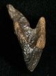 Inch Triceratops Tooth - Very Little Wear #5709-1